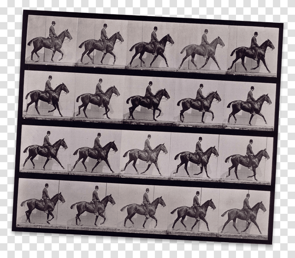 A Horse Moving Captured In Many Frames On This Contact Daisy With Rider, Mammal, Animal, Person, Human Transparent Png
