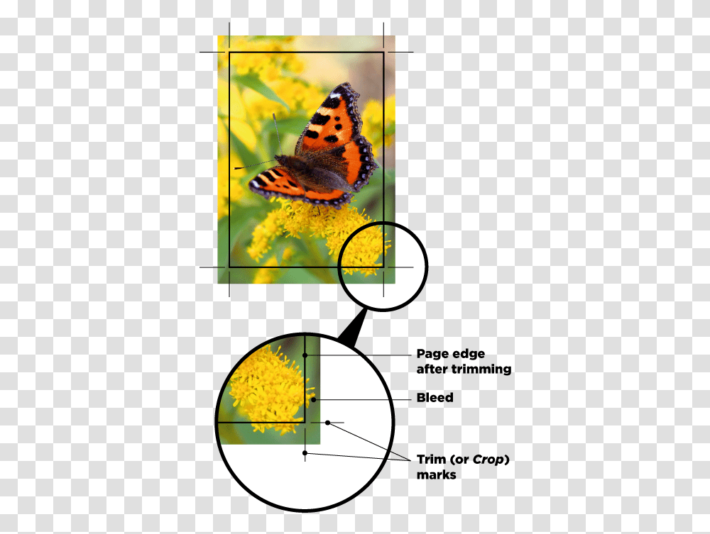 A Image With Crop Marks Small Tortoiseshell, Bird, Animal, Insect, Invertebrate Transparent Png