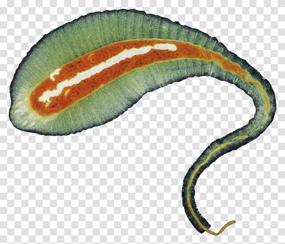 A Is Not Just Dr Ross Piper Insect, Snake, Reptile, Animal, Aquatic Transparent Png