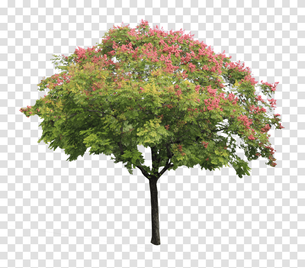 A Jabonero De La China 01 Pnghttps Swamp Maple, Plant, Tree, Tree Trunk Transparent Png