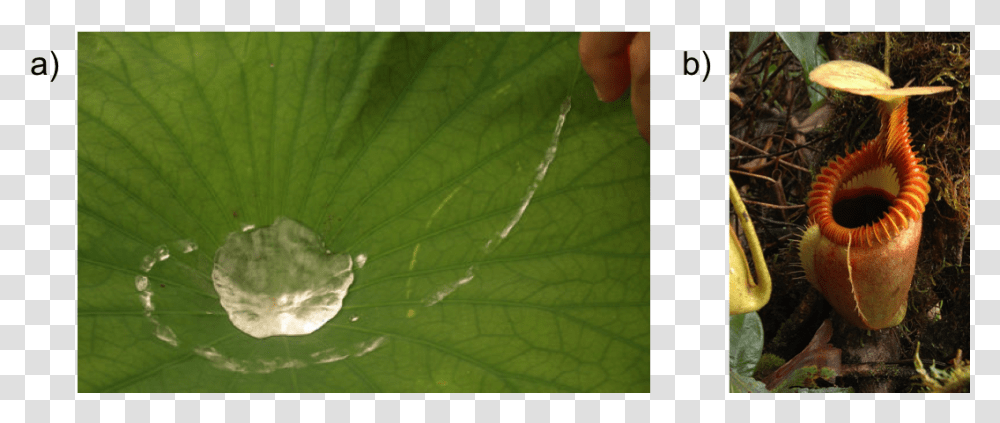 A, Leaf, Plant, Animal, Insect Transparent Png