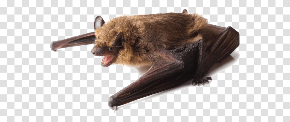 A Little Brown Bat Perched On Its Wings Bats Black Or Brown, Wildlife, Mammal, Animal Transparent Png