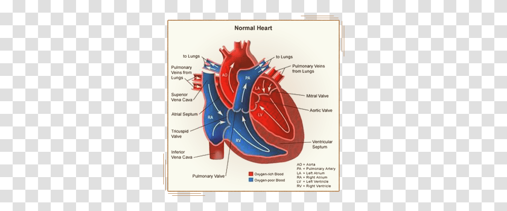 A Little Something About The Human Heart Part Of The Heart Prevents Blood, Dynamite, Bomb, Weapon, Weaponry Transparent Png