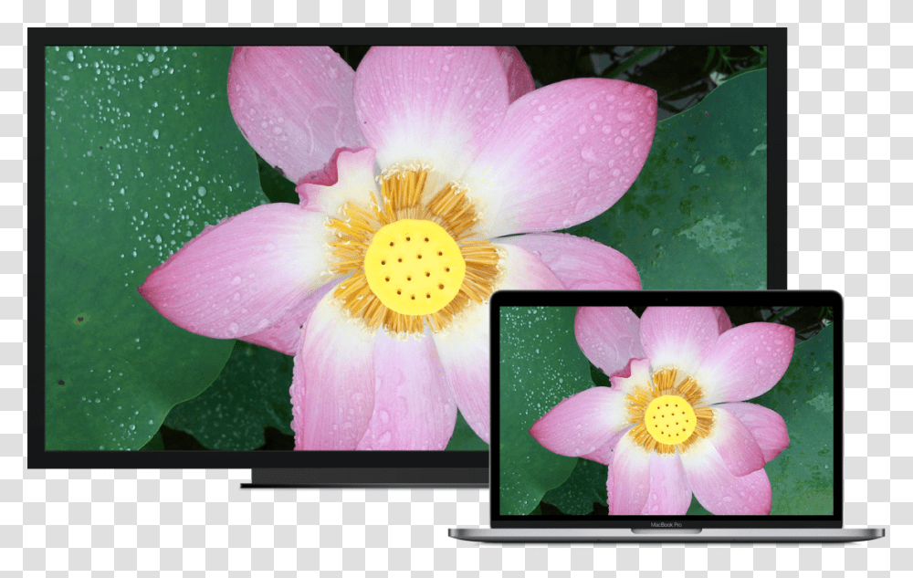 A Macbook Pro Next To An Hdtv Used As An External Display Final Cut Pro X Waveform, Plant, Petal, Flower, Pond Lily Transparent Png