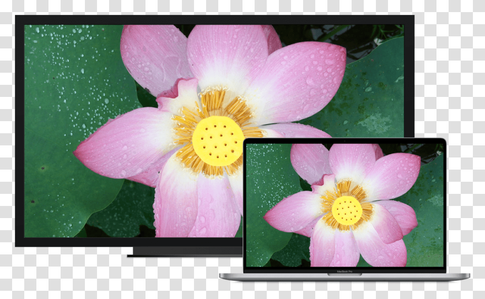 A Macbook Pro Next To An Hdtv Used As An External Display Out Of Gamut Vectorscopio, Plant, Petal, Flower, Anther Transparent Png