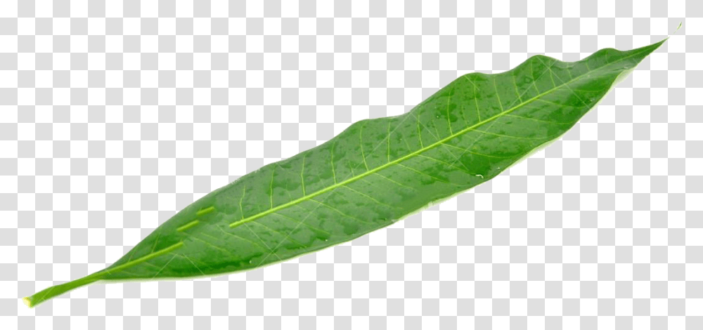 A Mango Leaf Download Mango Tree Leaf, Plant, Veins, Flower, Blossom Transparent Png