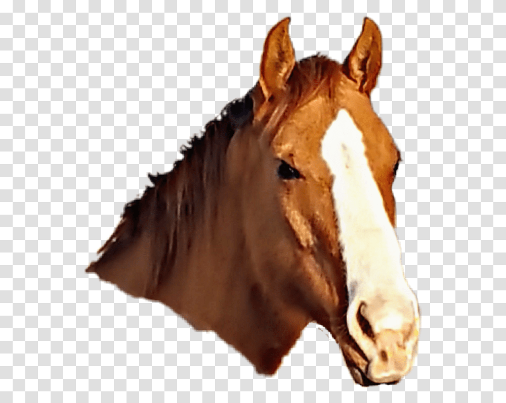 A Message From Your Godfather Sorrel, Mammal, Animal, Colt Horse, Person Transparent Png