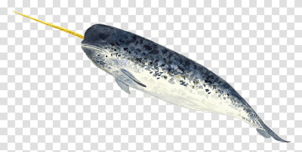 A Narwhal Narwhal, Animal, Fish, Sea Life, Carp Transparent Png
