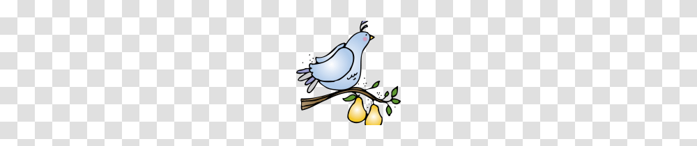 A Partridge In A Pear Tree Clip Art Archives, Plant, Animal, Bird, Dove Transparent Png