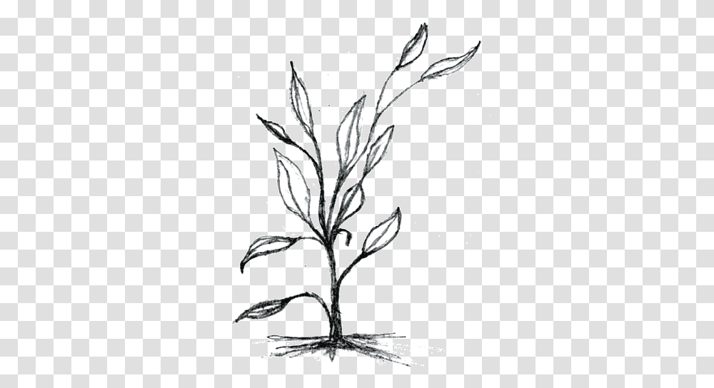 A Perfect World, Drawing, Sketch, Plant Transparent Png
