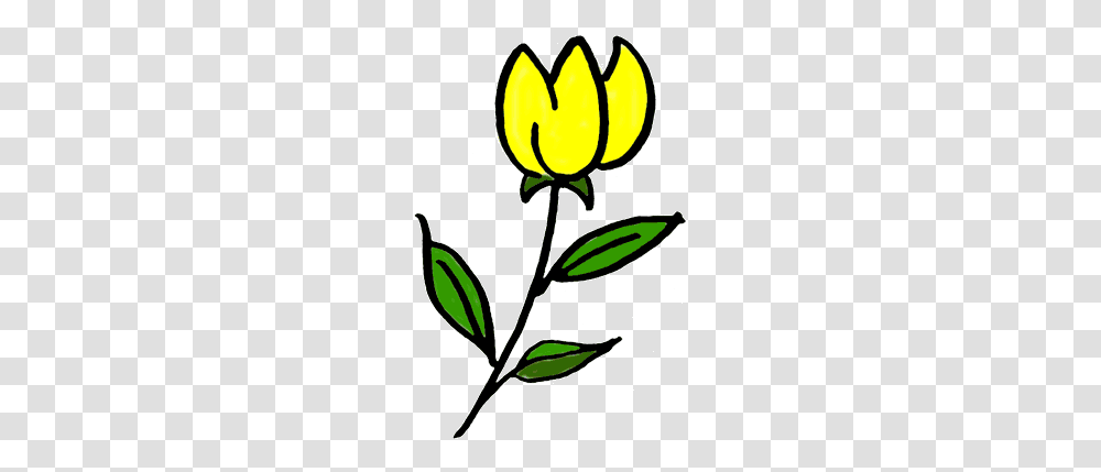 A Perfect World, Plant, Flower, Blossom, Rose Transparent Png