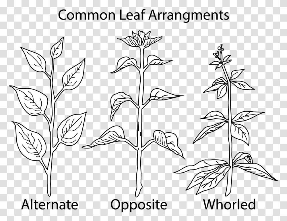 A Picture Of Different Types Of Leaf Leaf Arrangement, Plant, Stencil, Flower, Blossom Transparent Png
