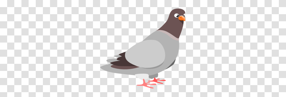 A Pig Clip Art For Web, Bird, Animal, Pigeon, Dove Transparent Png