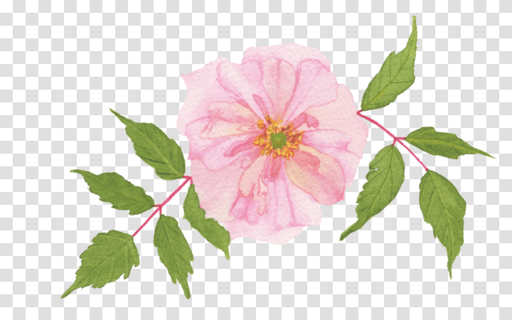 A Pink Rose Example Skillshare Projects Rosa Gallica, Plant, Hibiscus, Flower, Blossom Transparent Png
