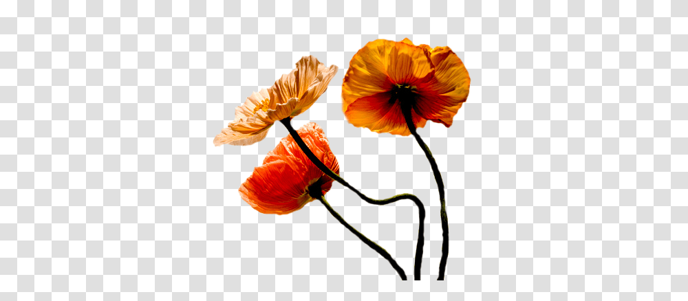 A Pipacs Polyvore, Plant, Flower, Blossom, Poppy Transparent Png