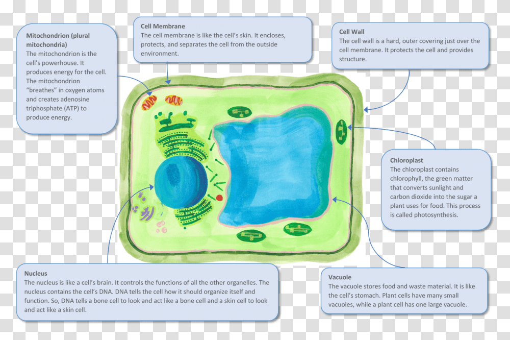 A Plant Cell And Some Of Its Key Organelles, Text Message, Driving License, Document Transparent Png