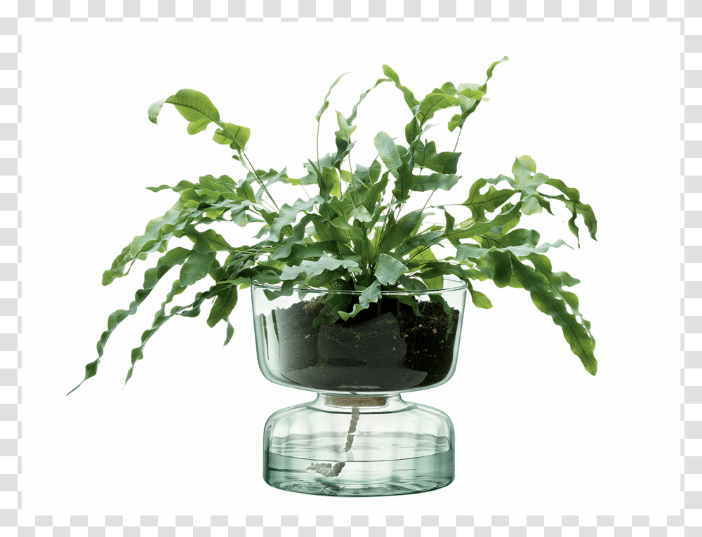 A, Plant, Leaf, Tabletop, Potted Plant Transparent Png
