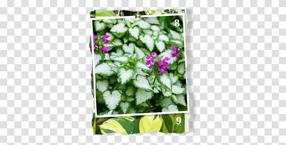 A Pretty Ground Cover Latium Grows In Pacific Bleeding Heart, Geranium, Flower, Plant, Vase Transparent Png