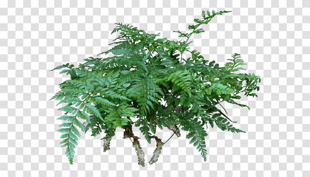 A Rabbit's Foot Fern Is A Lovely Compact Fern That Rabbit's Foot Fern, Plant Transparent Png