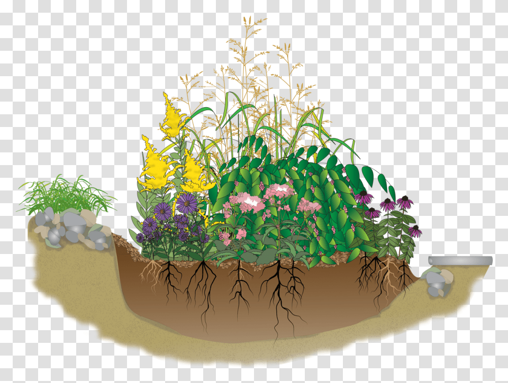 A Rain Garden Is Rain Garden Clipart, Bush, Vegetation, Plant, Potted Plant Transparent Png