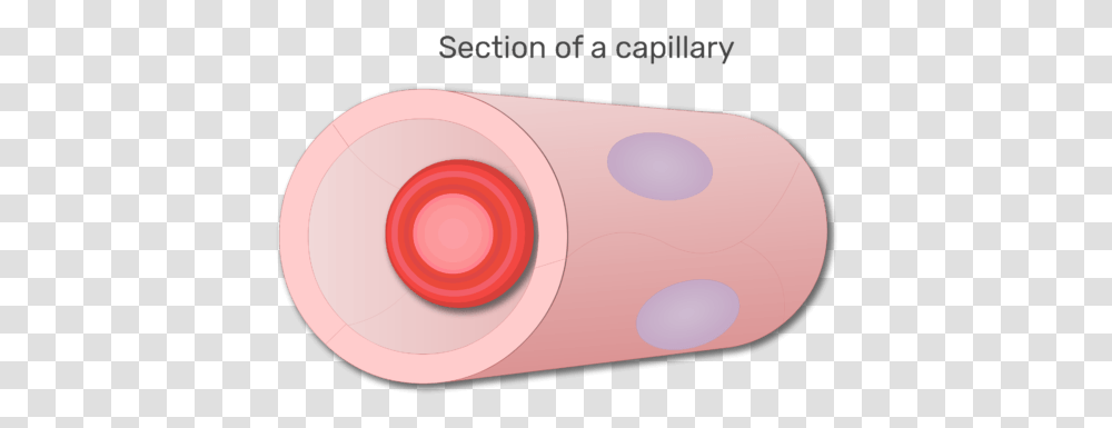A Red Blood Cell In A Section Of Capillary Animation Circle, Electronics, Food, Injury Transparent Png