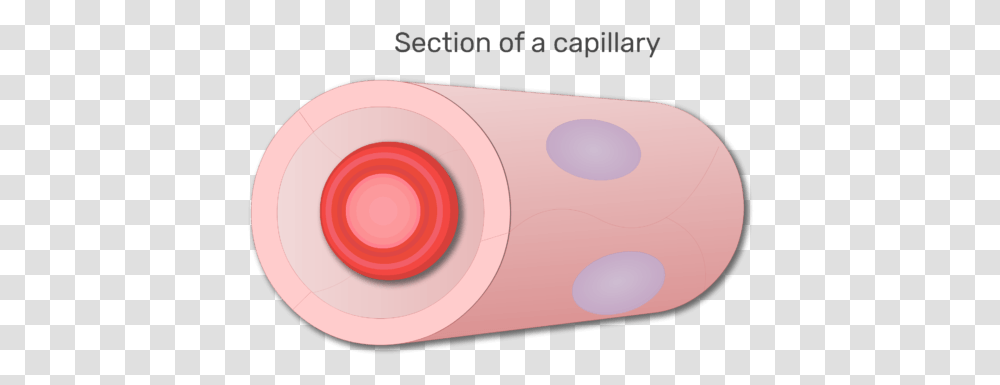 A Red Blood Cell In A Section Of Capillary Animation Circle, Electronics, Phone Transparent Png