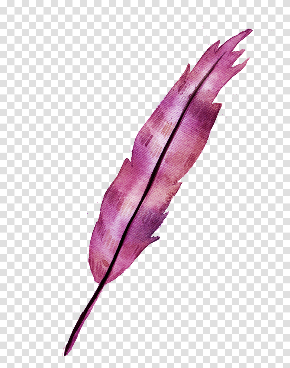 A Red Feather Element Free Download Vector, Purple, Leaf Transparent Png