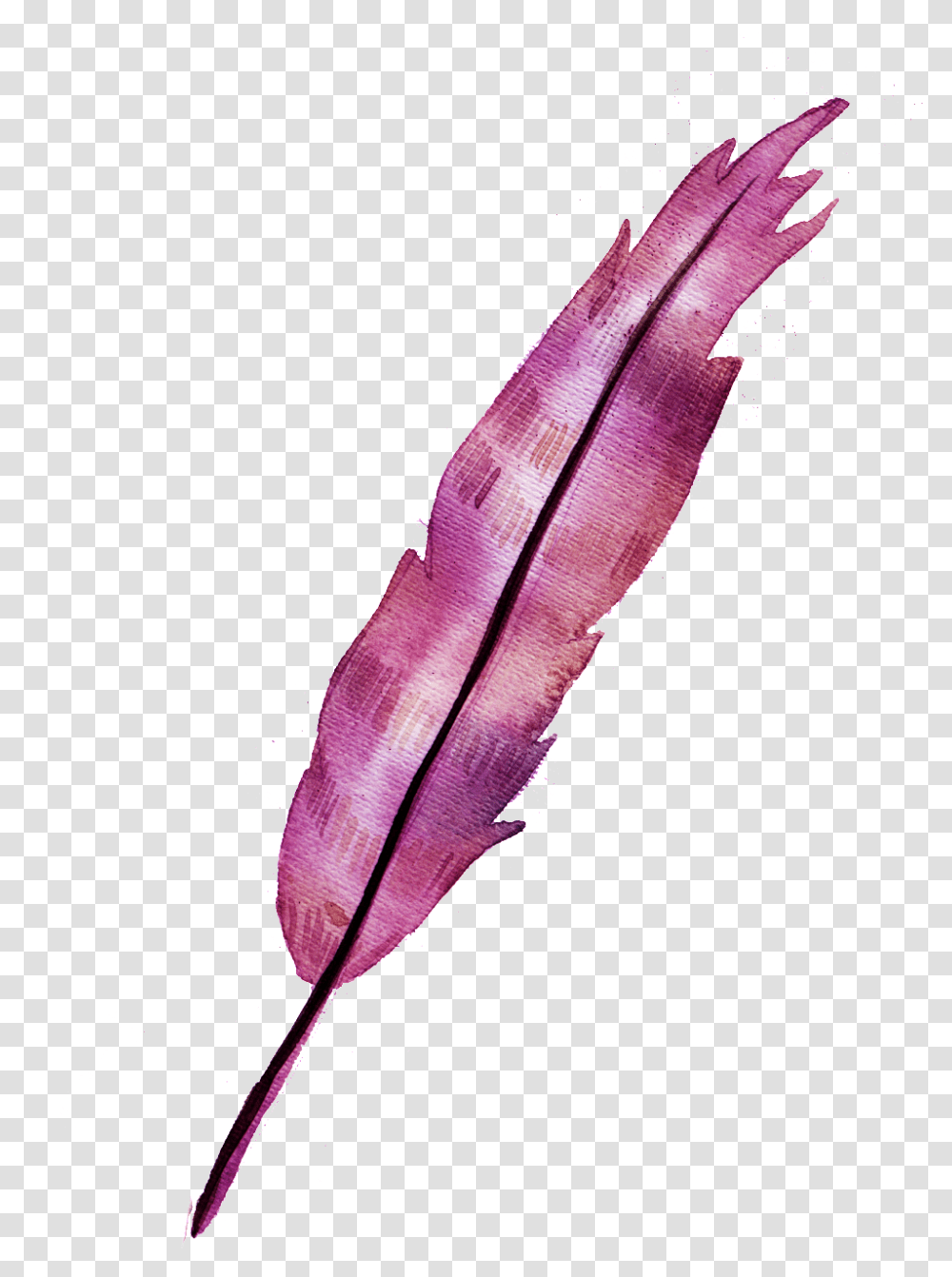 A Red Feather Element Watercolor Painting, Petal, Flower, Plant, Anthurium Transparent Png