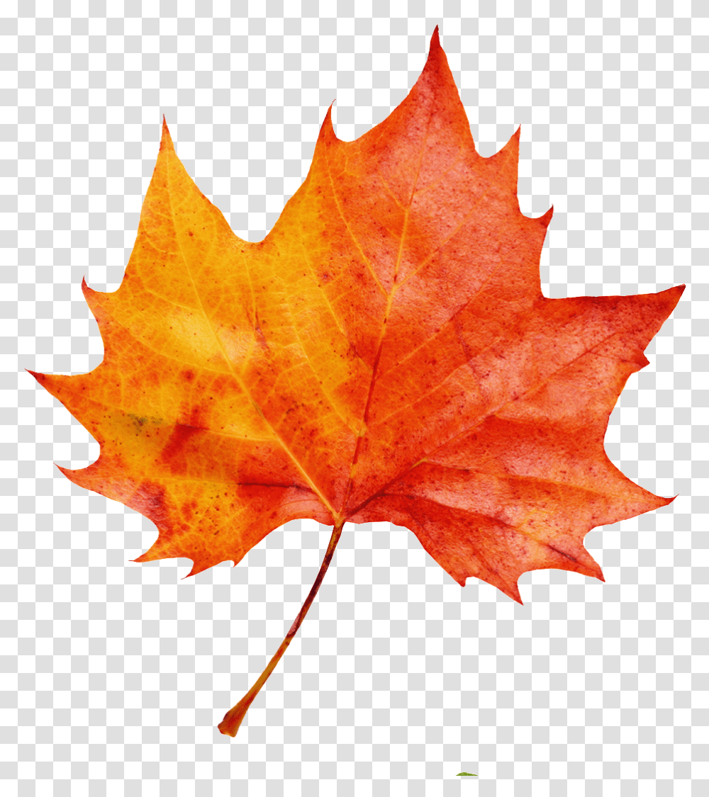 A Red Maple Leaf Decorative Watercolor Fall Leaf Background, Plant, Tree, Bonfire, Flame Transparent Png