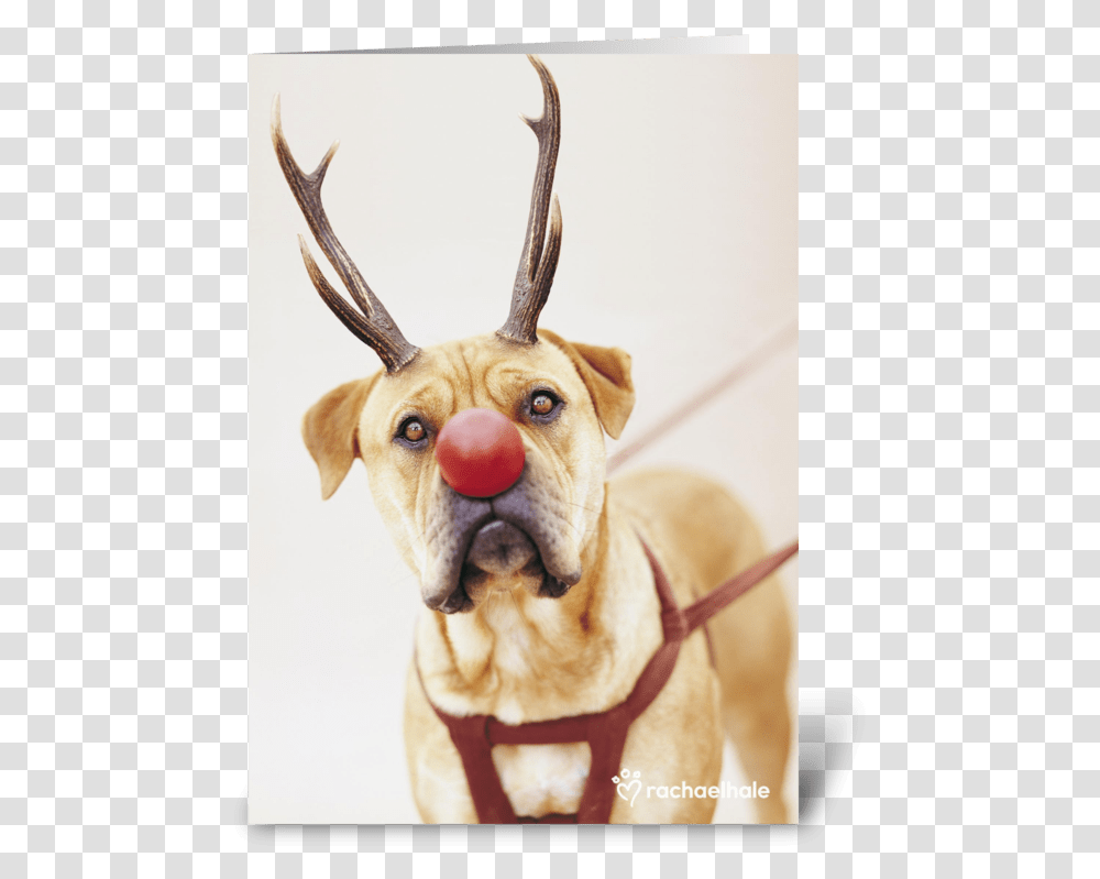 A Red Nose Will Get You Everywhere Greeting Card, Dog, Pet, Canine, Animal Transparent Png