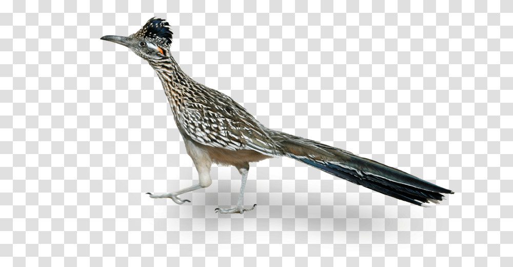 A Roadrunner Is A Native Bird To Phoenix Arizona Road Runner Bird, Animal, Jay, Beak Transparent Png