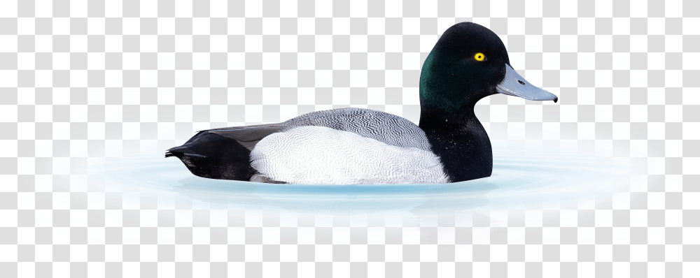 A Scaup Duck Isolated From Background Sitting On Water Greater Scaup Transparent Png
