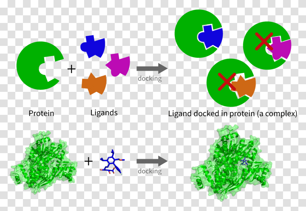 A Schematic Version Of The Docking Procedure Between Protein Drug Discovery, Tree, Plant Transparent Png