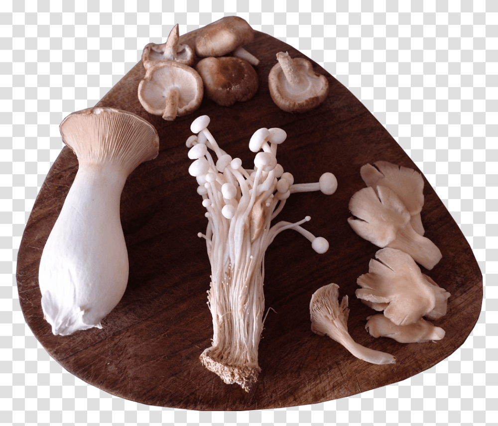 A Selection Of Sainsbury S Exotic Mushrooms Presented Wood, Plant, Fungus, Agaric, Figurine Transparent Png