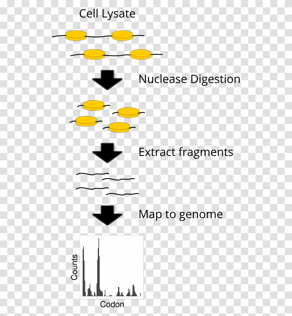 A Simplified Schematic Of Ribosome Profiling Ribosome Occupancy Profiling, Candle, Egg, Food, Light Transparent Png