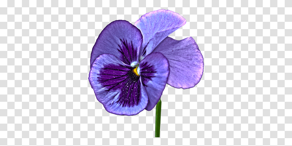 A Single Purple Pansy Shirt Pansy Background, Plant, Flower, Blossom, Geranium Transparent Png