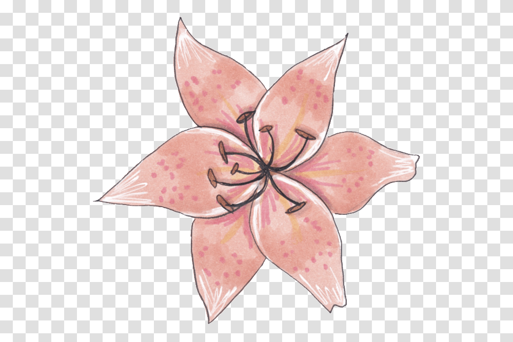 A Specimen Flower Bromelia, Plant, Blossom, Lily, Amaryllis Transparent Png