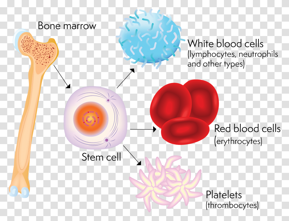 A Stem Cell And The Blood Cells It Can Produce Clipart Of Bone Marrow, Plant, Food, Sweets Transparent Png