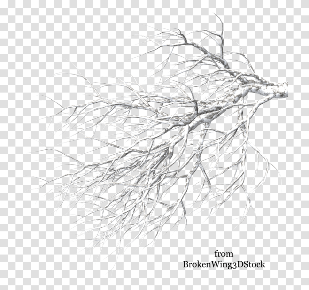 A Tree In Winter Backgrounds V05 Pix 894x894 Sketch, Plant, Root, Vegetable, Food Transparent Png