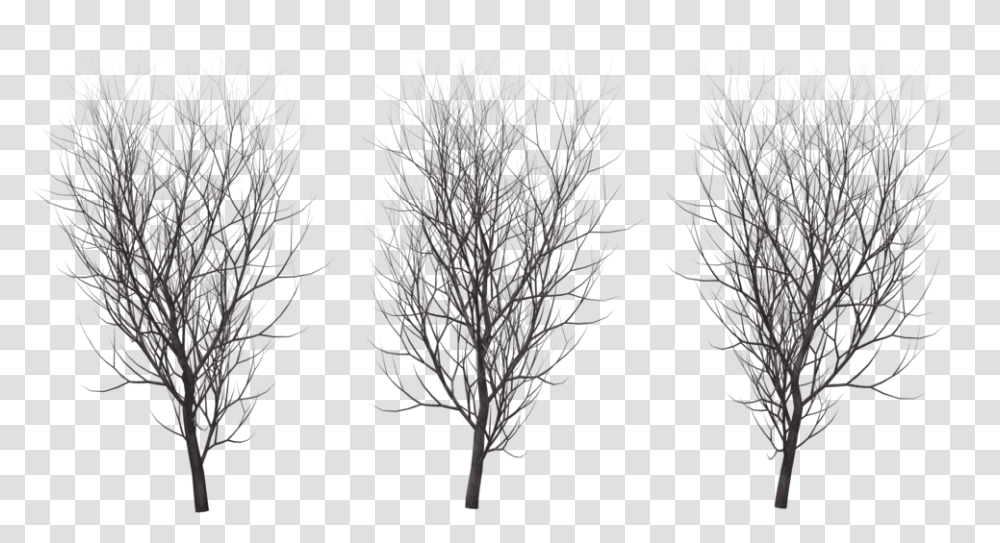 A Tree In Winter Tree In Winter, Plant, Flower, Nature, Tree Trunk Transparent Png