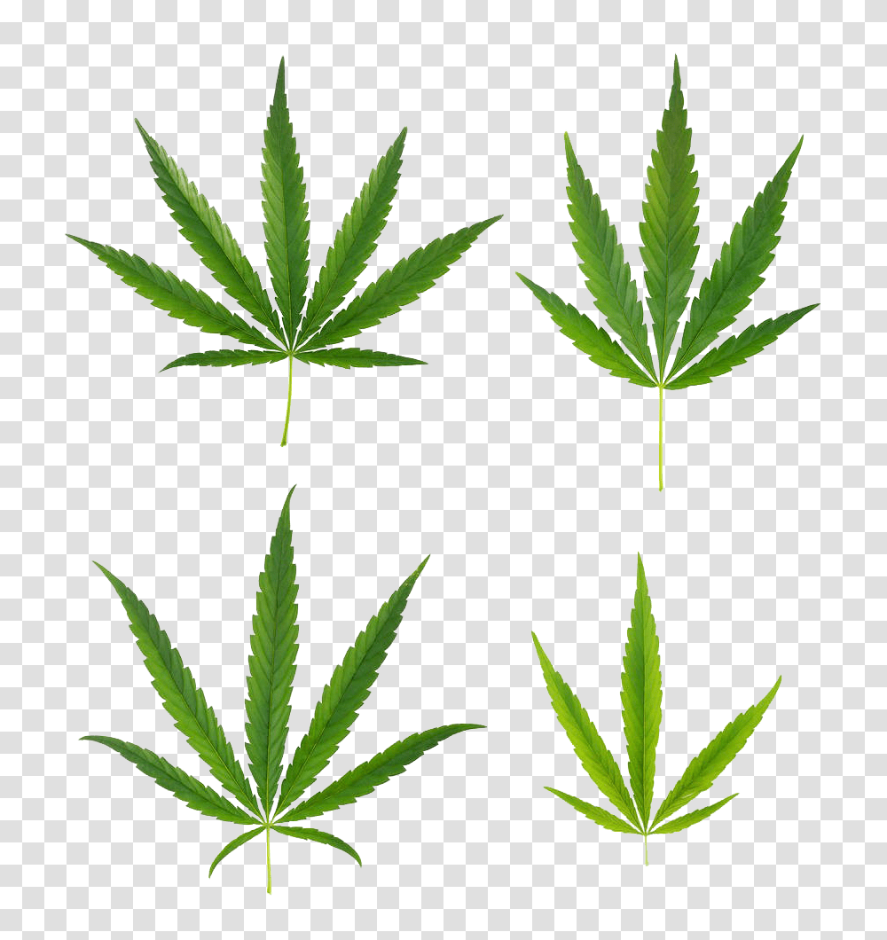 A Variety Of Cannabis Leaves, Plant, Weed, Hemp, Leaf Transparent Png