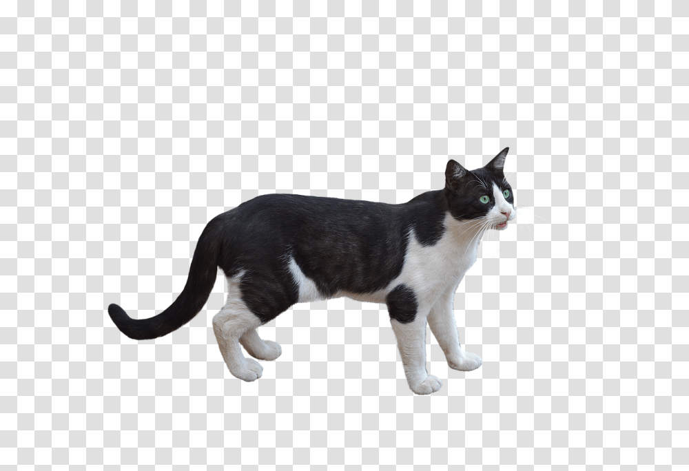 A Wing 6 Image Star Wars Y Wing, Manx, Cat, Pet, Mammal Transparent Png