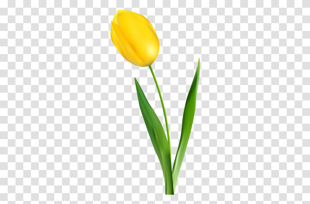 Aa Flores Clip Art Yellow Tulips, Plant, Flower, Blossom Transparent Png
