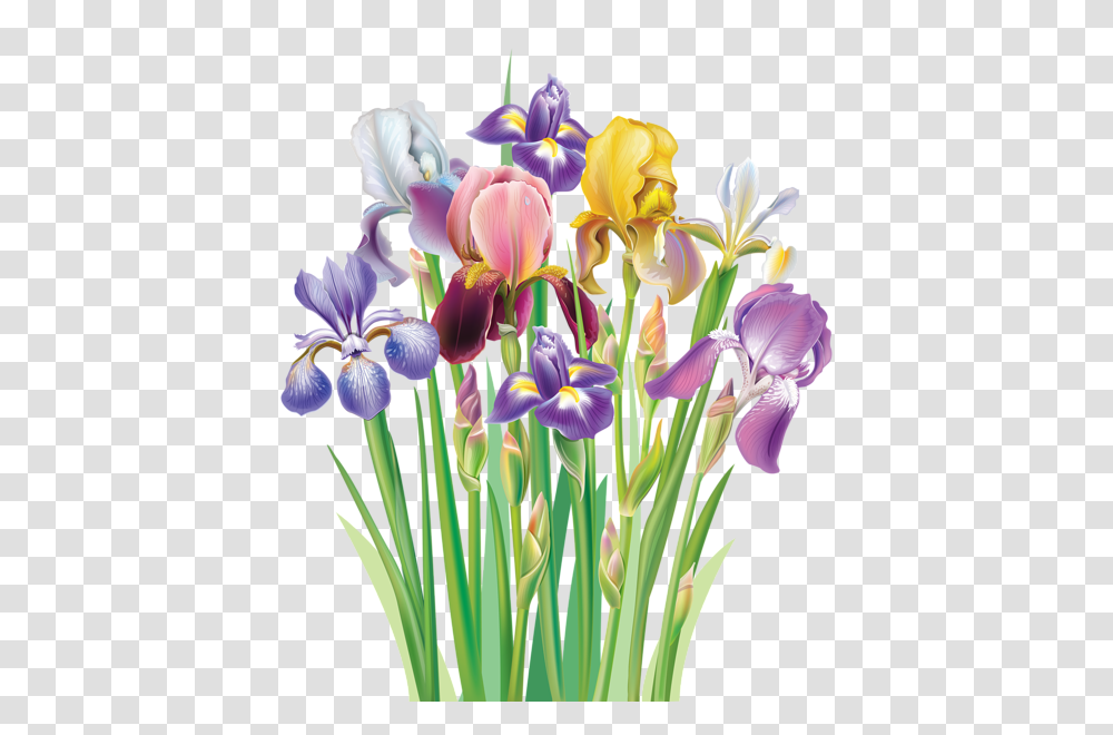 Aa Flores Clipart, Iris, Flower, Plant, Blossom Transparent Png