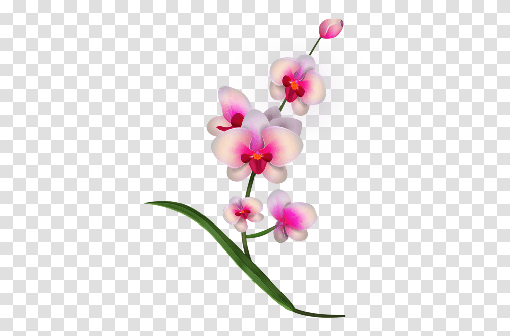 Aa Flores Flowers, Plant, Blossom, Orchid Transparent Png