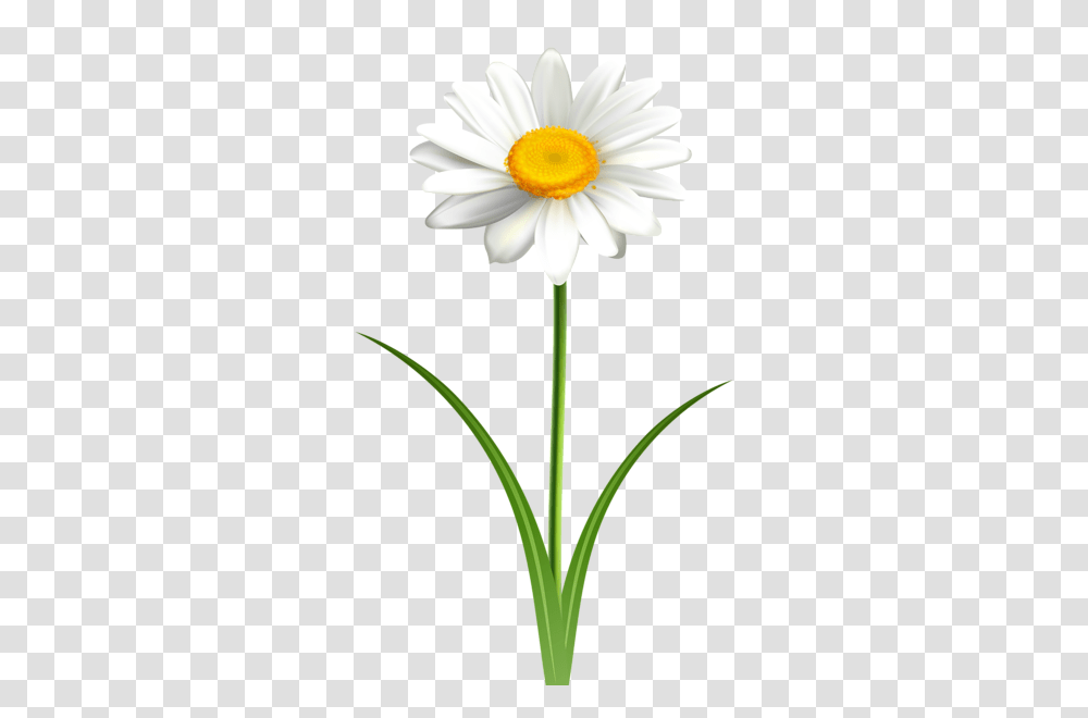 Aa Flores, Plant, Flower, Blossom, Daisy Transparent Png