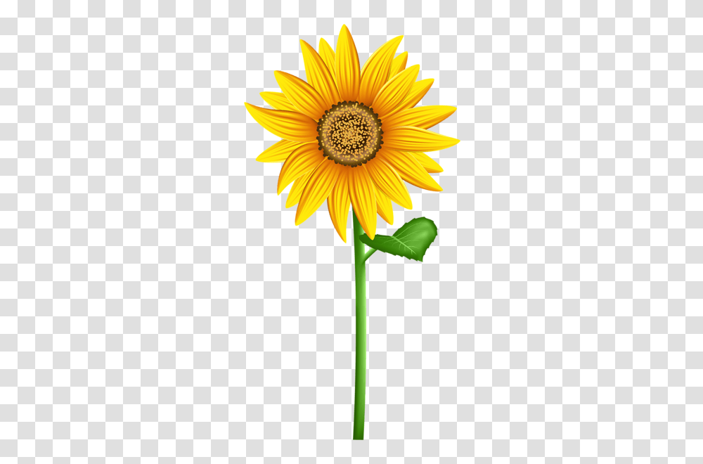 Aa Flores Sunflower, Plant, Blossom, Treasure Flower, Daisy Transparent Png