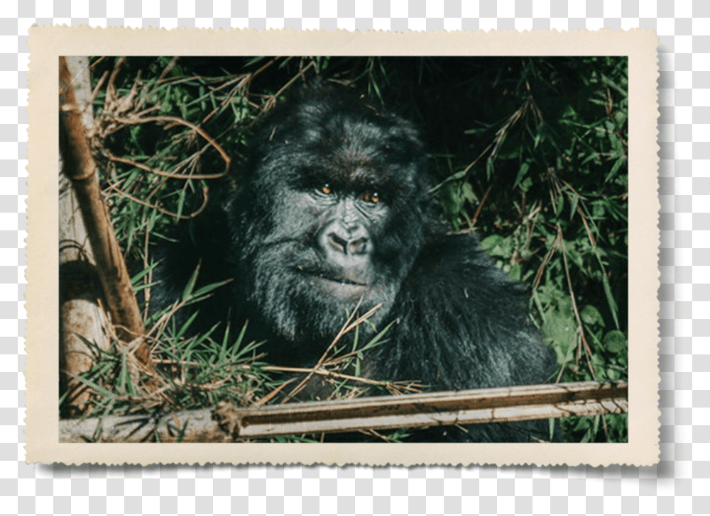 Aaron Pinkston Mountain Gorilla, Mammal, Animal, Wildlife, Ape Transparent Png