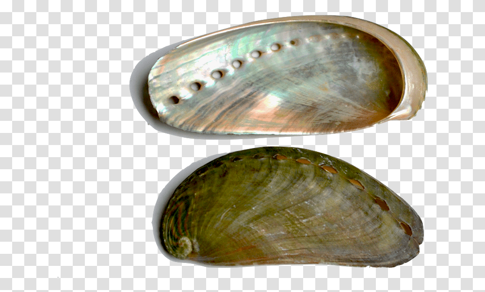 Abalone Inside Of Clam Shells, Seashell, Invertebrate, Sea Life, Animal Transparent Png