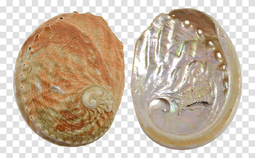 Abalone Red Wave, Ornament, Bread, Food, Accessories Transparent Png